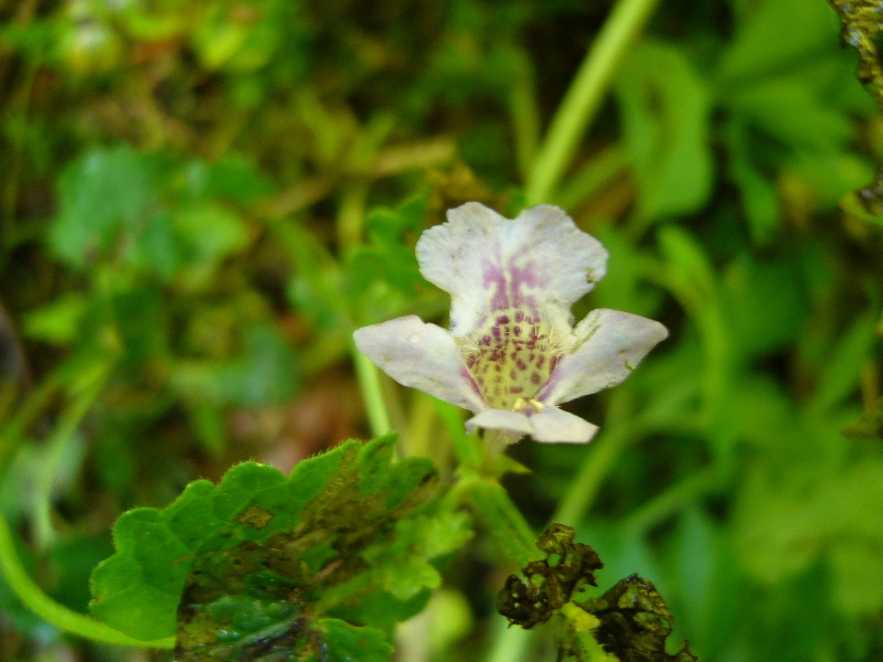 Lamium orvala